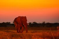Chillende olifant