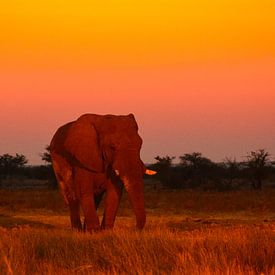 Chillende olifant von Ger&Wil van de Bovenkamp