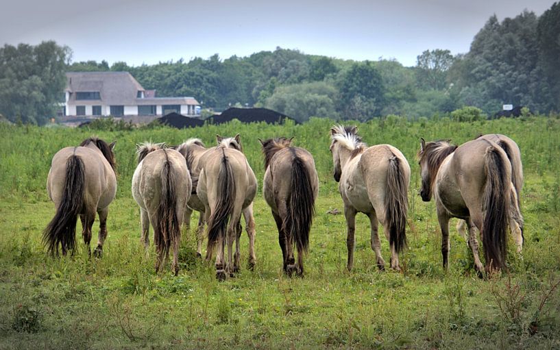 Konikpaarden van Monique Verlouw