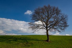 Freistehender Baum