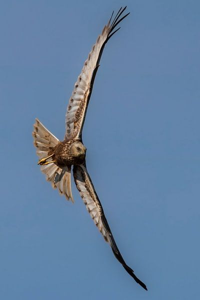 Rohrweihe im Flug - 2 von Galerij van Gert-Jan van Veen