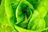 Salat in einem Bio-Gemüsegarten im Sommer. von Sjoerd van der Wal Fotografie Miniaturansicht