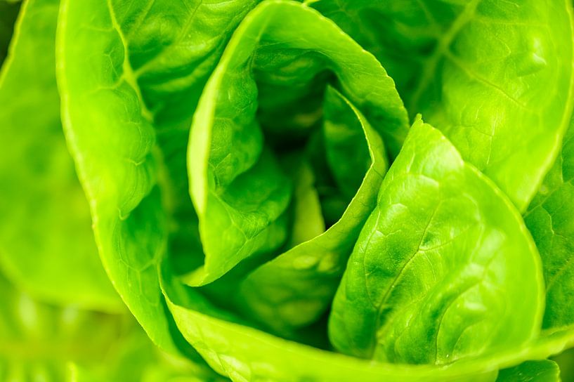 Salat in einem Bio-Gemüsegarten im Sommer. von Sjoerd van der Wal Fotografie