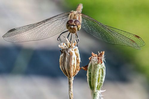 Braunrote Heidelibelle auf der Lauer