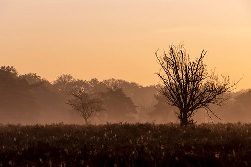 Sonnenaufgang in der Landschaft von Brabant