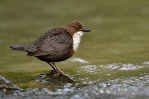 Dipper ( Cinclus cinclus ) accroupie sur une pierre, image typique, faune, Europe.