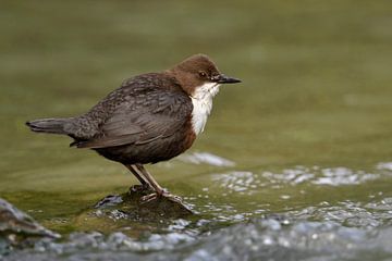 Dipper ( Cinclus cinclus ) hurkend op een steen, typisch beeld, wilde dieren, Europa.