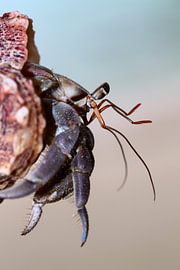 Crabe l'hermite