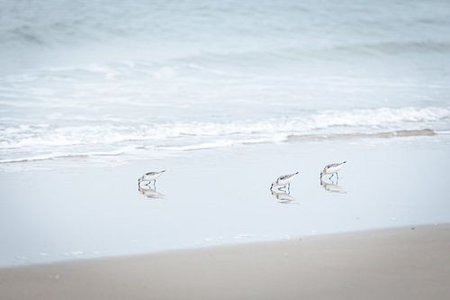 Drie strandlopers langs de kust