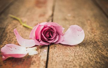 Pink rose by chantal vogelpoel