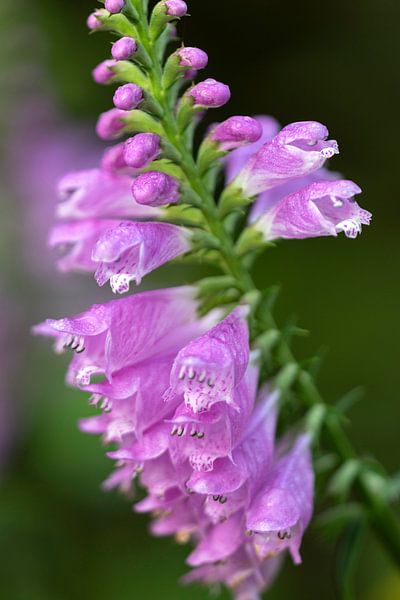 Vingerhoedskruid in het groen van Julia Strube - graphics