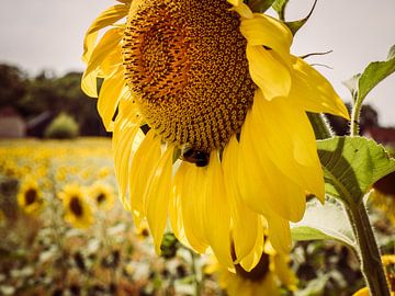 Tournesol avec abeille sur Art By Dominic