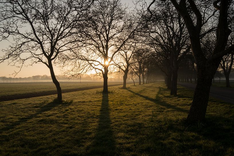 Walnut trees Beesd by Moetwil en van Dijk - Fotografie