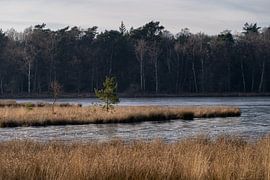 Standing strong alone by Samantha van Leeuwen