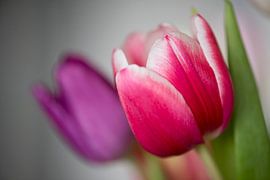 Tulpen van Johan Buitelaar