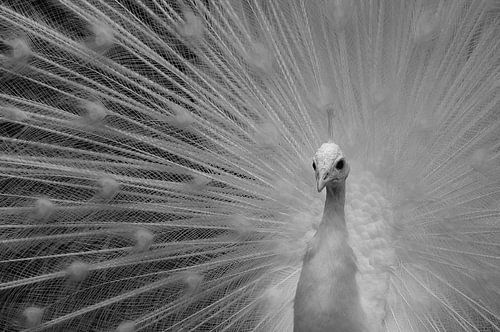 dressed to impress... von Martin Beekwilder