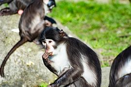 Äffchen von Truckpowerr