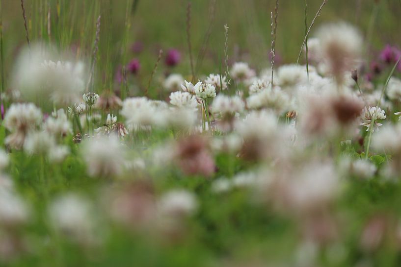 Champ de fleurs des Pays-Bas par Paul Franke