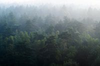 Nebliger Wald von oben