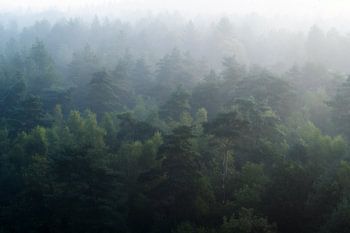 Nebliger Wald von oben