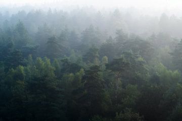 Mistig bos van boven