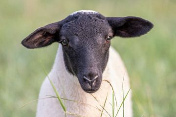 Agneau pascal noir et blanc sur Your Happy Life