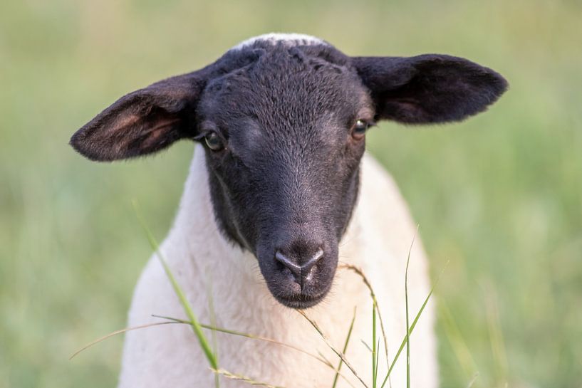 Black and white Easter lamb by Your Happy Life