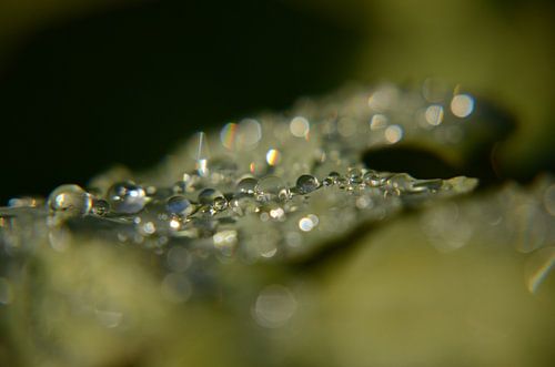 Waterdruppels 