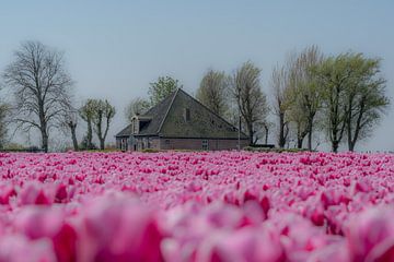 Boerderij tussen de tulpenvelden von Moetwil en van Dijk - Fotografie