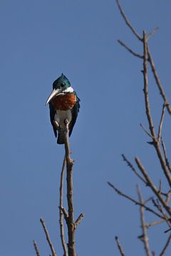 Martin-pêcheur d'Amazonie | Tableau d'oiseaux | Mexique | Faune sauvage sur Kimberley Helmendag