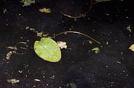 Abstraktes Bild eines Seerosenblattes im dunklen Graben von Marianne van der Zee Miniaturansicht