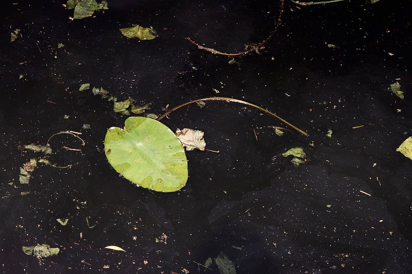 Abstraktes Bild eines Seerosenblattes im dunklen Graben von Marianne van der Zee