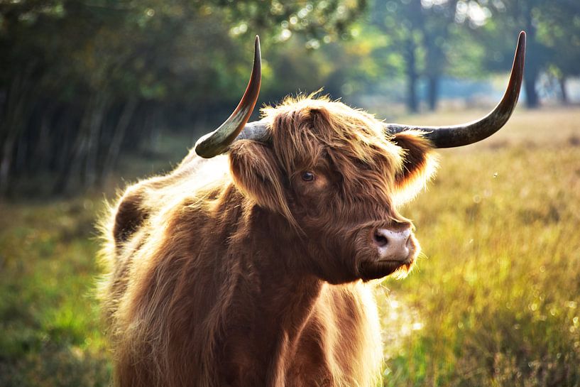 Schotse Hooglander van Mascha Boot