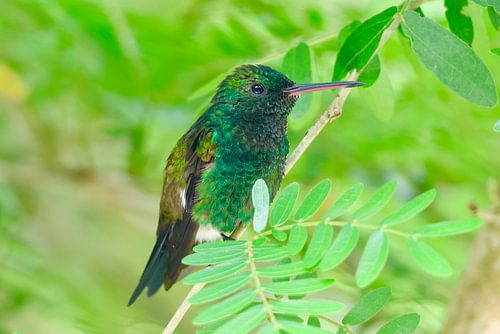 Kolibrie in natuurlijke habitat in Trinidad en Tobago