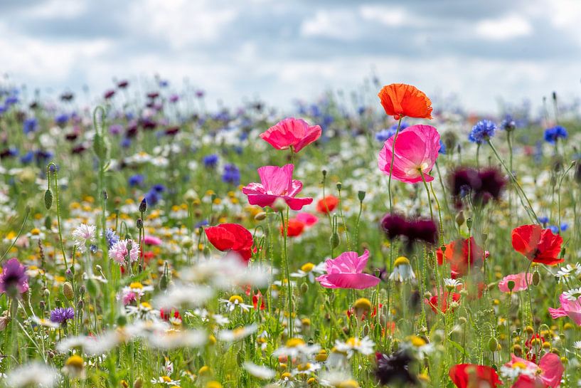 Coquelicots par Hanneke Luit