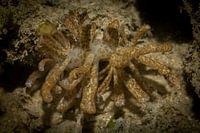 Meeresschnecken, Insel Mabul, Malaysia