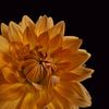De Gele Dahlia Close-up van Sandra houben