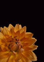 Le dahlia jaune en gros plan