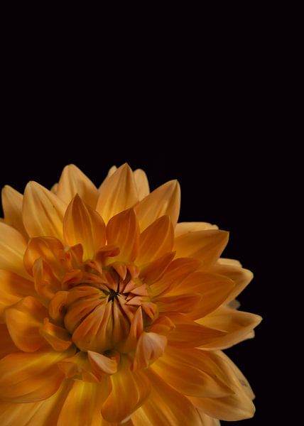 Le dahlia jaune en gros plan par Sandra houben