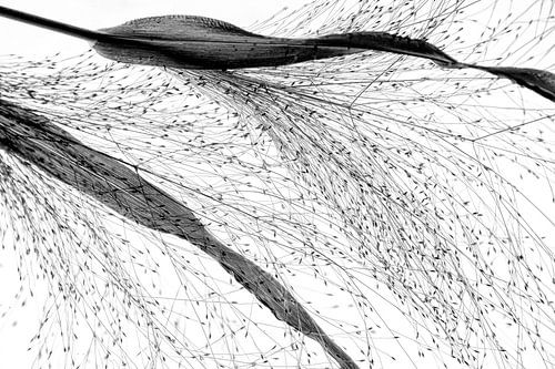 Black meets white  2