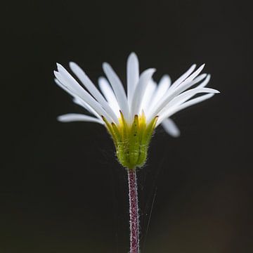 Mille-fleurs sur Walter G. Allgöwer