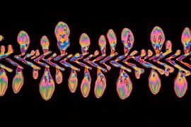 Anastrazole   von André Wieringa