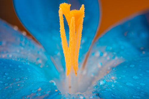 Fleurs de printemps bleues