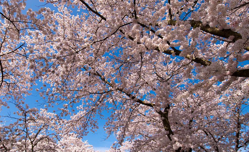 Kirschblüten von Brian Morgan