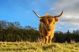 Scottish highlander on the Veluwezoom by Gerry van Roosmalen