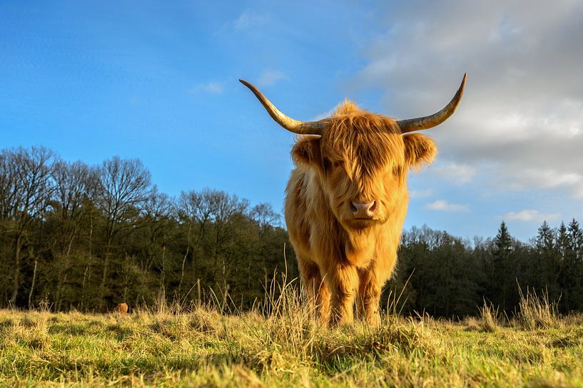 Scottish highlander on the Veluwezoom by Gerry van Roosmalen