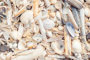 Schelpen op het strand van Melissa Peltenburg