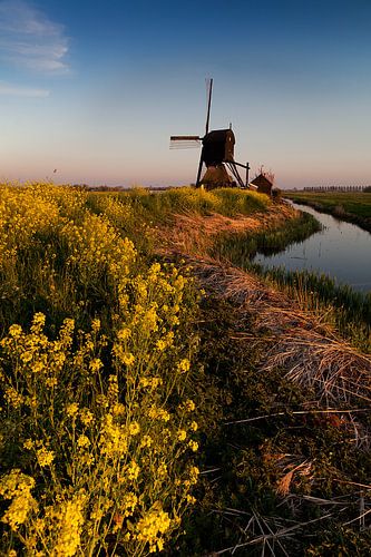 Molen tussen het koolzaad