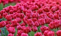 Tulipes roses