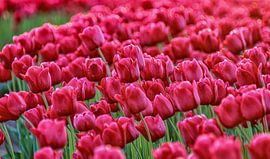 Pink tulips by Erik Spijkerman